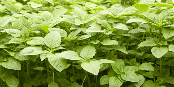 Reviving Traditional Nutrition: The Role of African Leafy Vegetables in Food Security and Women’s Empowerment